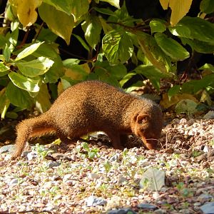 Dwarf mongoose 081020