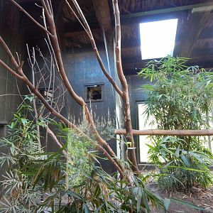 Madagascar - Black lemur enclosure 081020