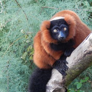 Madagascar - Lemur Walkthrough - Red ruffed lemur 081020