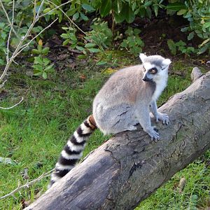 Madagascar - Lemur Walkthrough - Ring-tailed Lemur 081020