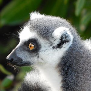 Madagascar - Lemur Walkthrough - Ring-tailed Lemur 081020