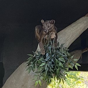 Madagascar - Fossa 081020
