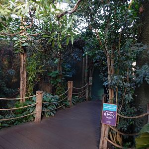 Realm of the Red Ape - indoors 081020