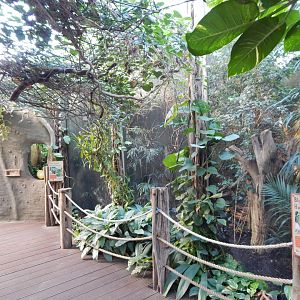 Realm of the Red Ape - Blue-crowned hanging parrot aviary 081020