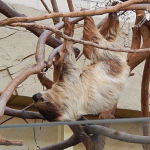Spirit of the Jaguar - Linnaeus' two-toed sloth 081020