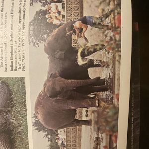 Old elephant enclosure