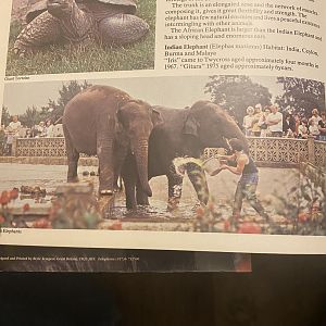 Old elephant enclosure taken from guide book