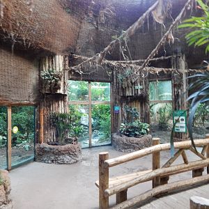 Spirit of the Jaguar - Jaguar indoors 081020