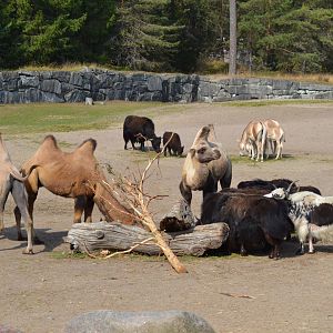 The desert at Kolmården