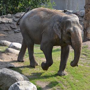 Saba the elephant at Kolmården