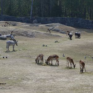 The savannah at Kolmården seen from the savannah lodge