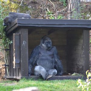 The former silverback Efata at Kolmården with his son Enzo on the roof