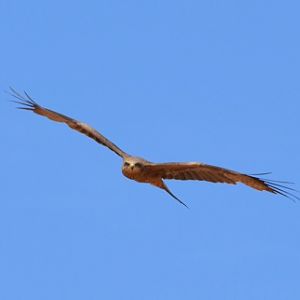 Whistling kite