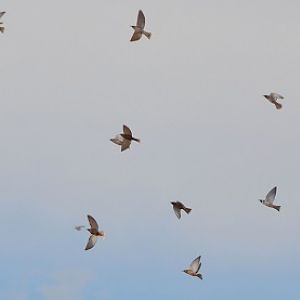 Flock of woodswallows.