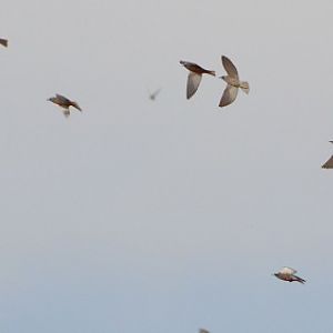 Flock of woodswallows.