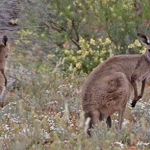 Western grey kangaroos.