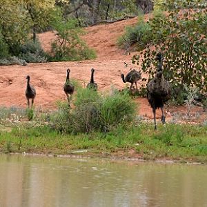 Thirsty emus.
