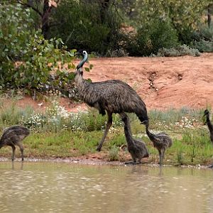 Thirsty emus.