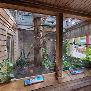 Oct. 2020 - Aviary - Red-billed Hornbill/Crested Wood Partridge Exhibit