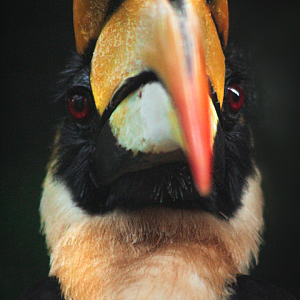 Oct. 2020 - Aviary - Great Indian Hornbill