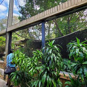 Oct. 2020 - Aviary - Great Indian Hornbill Exhibit