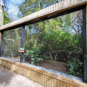 Oct. 2020 - Aviary - Cuban Amazon Exhibit