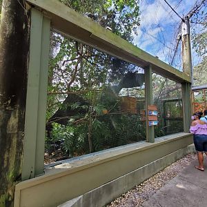 Oct. 2020 - Aviary - Von Der Decken's Hornbill + Tawny Frogmouth Exhibits