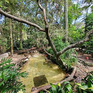 Oct. 2020 - Aviary - First Walk-thru Aviary (15 Species)