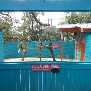 Oct. 2020 - Wallaroo Station - Queensland Koala Exhibit
