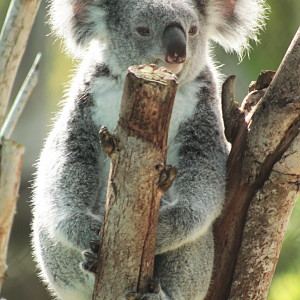 Oct. 2020 - Wallaroo Station - Queensland Koala (Ceduna)