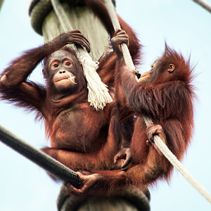 Oct. 2020 - Primate World - Bornean Orangutans