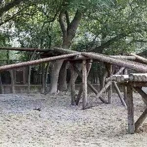 Red Goral Main Yard (from the zoo's social media account)