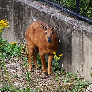 Red Goral (Naemorhedus baileyi)