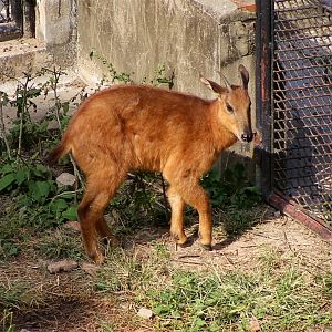 Red Goral (Naemorhedus baileyi)