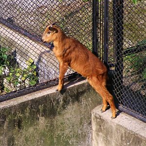 Red Goral (Naemorhedus baileyi)