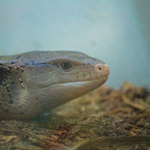 Indonesian Blue-tongued Skink (Tiliqua gigas gigas)- Old photo, 2018