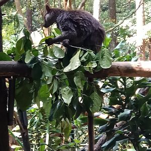 Goodfellow's tree-kangaroo (Dendrolagus goodfellowi)