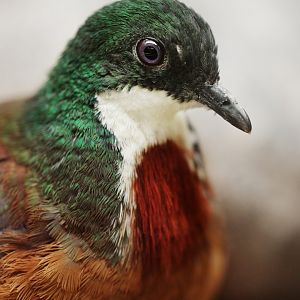 Mindanao bleeding-heart