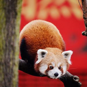 Red panda