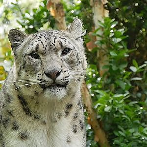 Paul & Lynsey's Zoo Tour #108 Central Park Zoo - YouTube