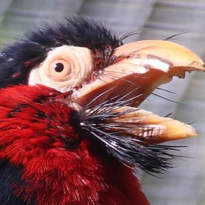 Bearded barbet