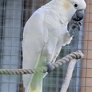 Citron crested cockatoo