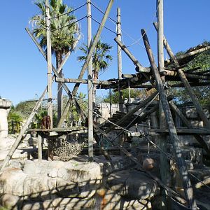 Oct. 2020 - Primate World - Bornean Orangutan Exhibit