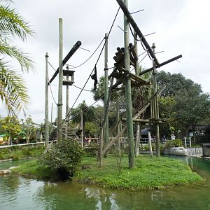 Oct. 2020 - Primate World - Siamang Exhibit