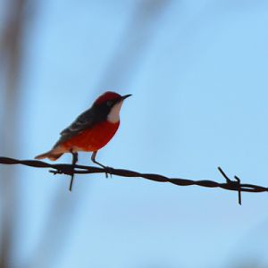 Male crimson chat