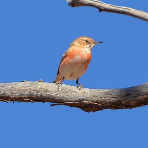 Imm. male crimson chat