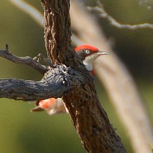 Male crimson chat