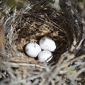 Nest + eggs of crimson chat