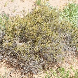 Crimson chat nest in small, thick shrub