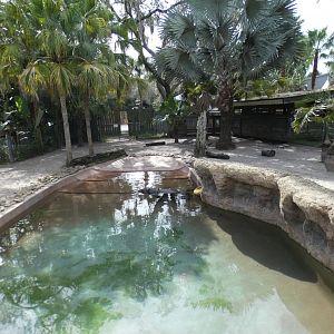 Oct. 2020 - Safari Africa - Pygmy Hippo Exhibit